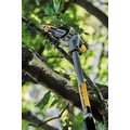 Save 10% off one item | Factory Reconditioned Dewalt DCPS620M1R 20V MAX XR Brushless Lithium-Ion Cordless Pole Saw Kit (4 Ah) image number 10
