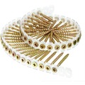 Collated Screws | SENCO 08F175Y (1000/Pack) #8 1-3/4 in. Coarse Thread Square-Head Collated Wood to Wood Screw - Yellow Zinc image number 1