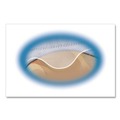 July Member-Exclusive Offer Save 10% off on One Item | Avery 75263 4-Disc Capacity 2-Sided CD Organizer Sheets for 3-Ring Binder - Clear (5/Pack) image number 3